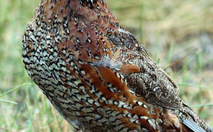 100th Quail Appreciation Day set for May 17