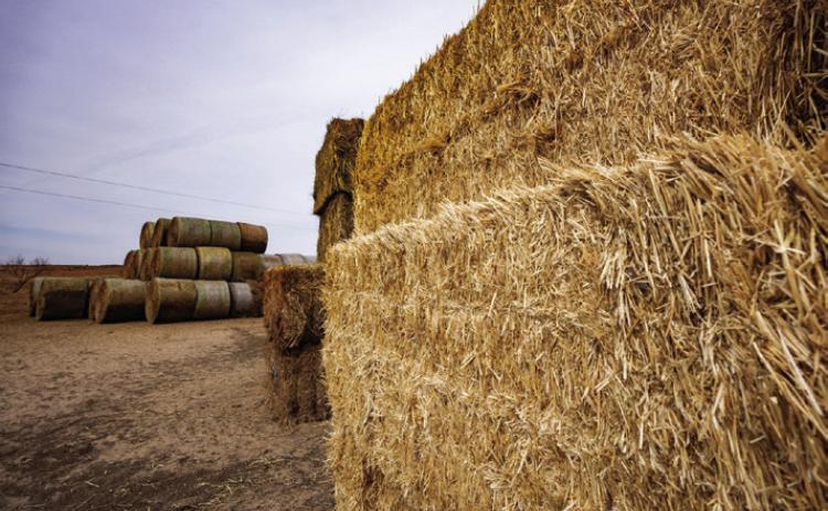 HAYBALES All kinds and sizes were collected and stacked in four Animal Supply Points operated by Texas A&amp;M AgriLife Extension Service in response to the Smokehouse Creek, Windy Deuce and Grapevine Creek fires. | SAM CRAFTTEXAS A&amp;M AGRILIFE PHOTO